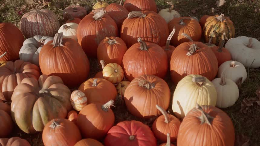 Collection of different colored pumpkins