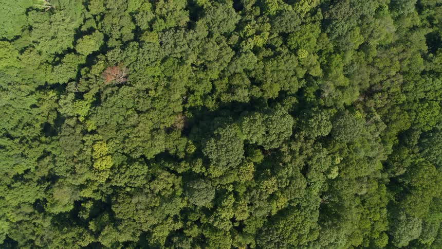 Treetops form a  canopy