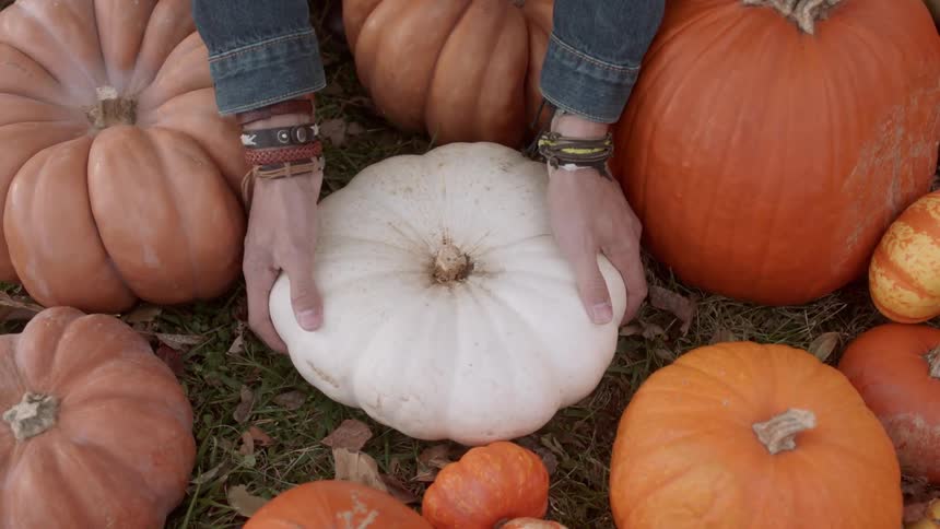 Person lifts a pumpkin out of a bunch of assorted pumpkins