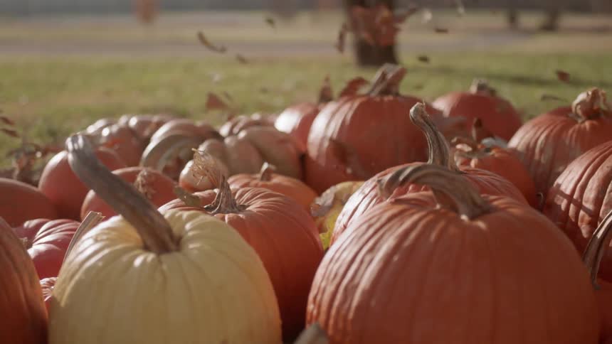 Leaves are blown over top of pumpkins