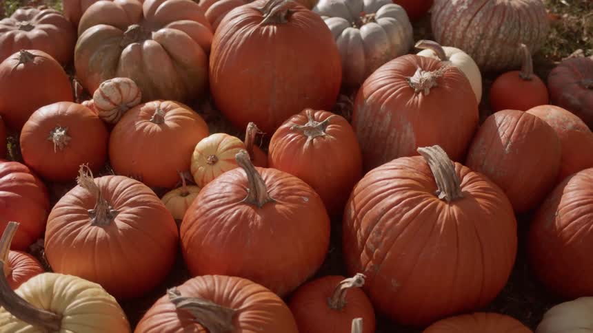 Pumpkins sit in a pile
