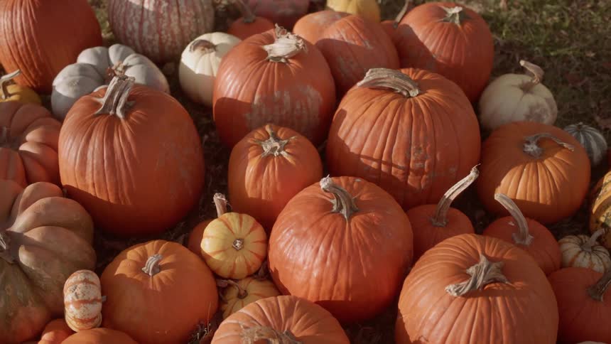 Collection of different colored pumpkins