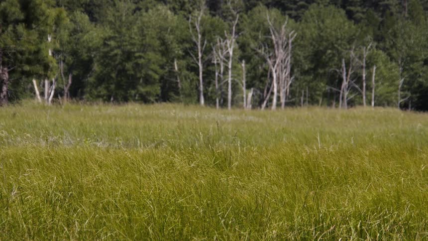 Large grass field with forest in background on a sunny day