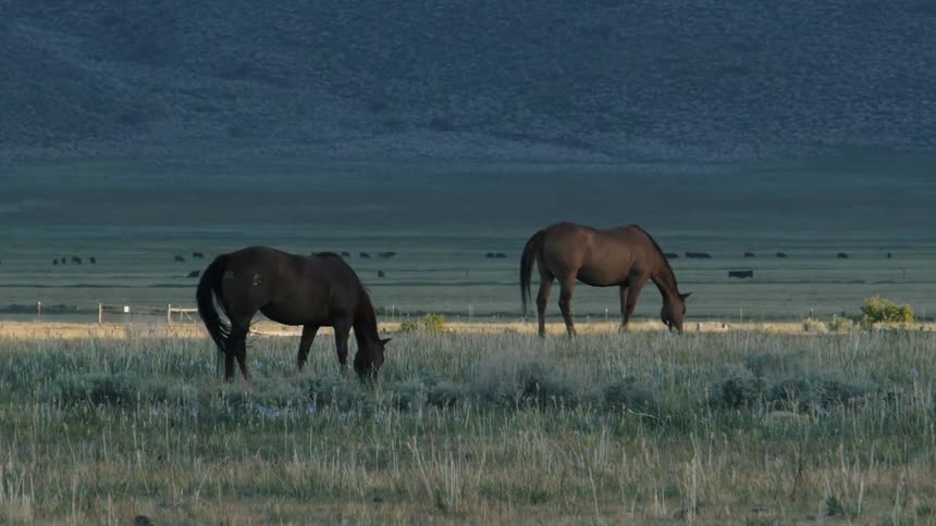 Horses grazing in a field