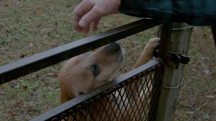A man pets and plays with a dog through a fence