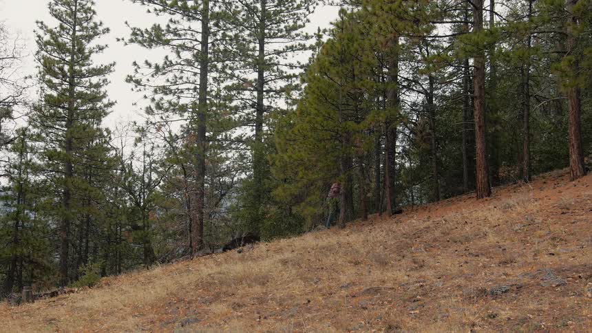 Hiker walking uphill in a forest