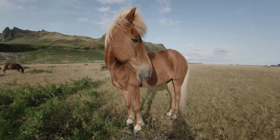 A horse is standing in the middle of a field and is filmed close up