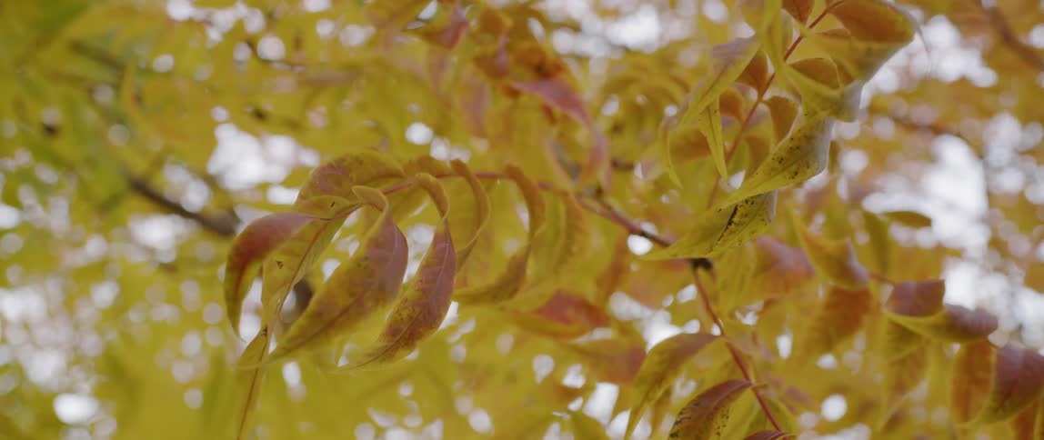 Small yellow and brown leaves are blowing in the breeze