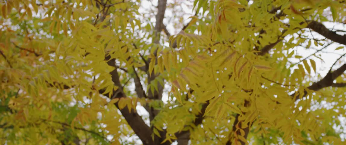 Yellow leaves of a tree move slowly in the breeze