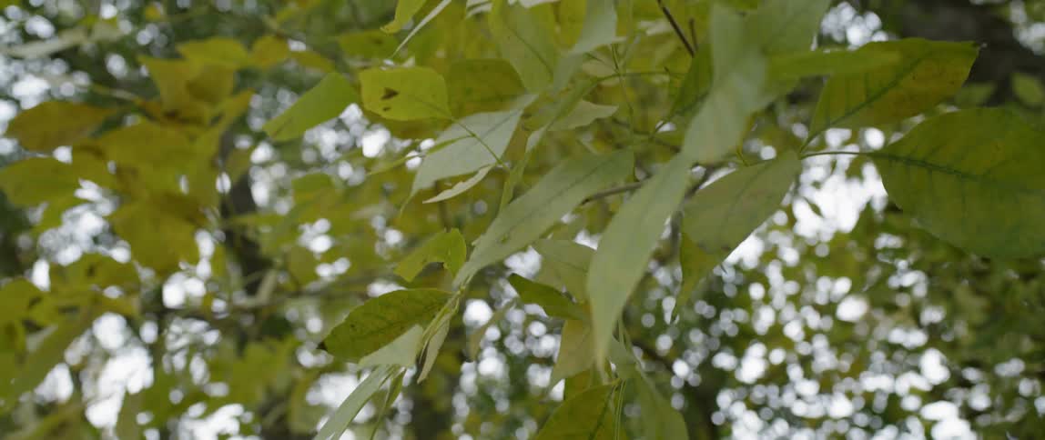 Tree leaves sway on the end of a branch on a breezy day