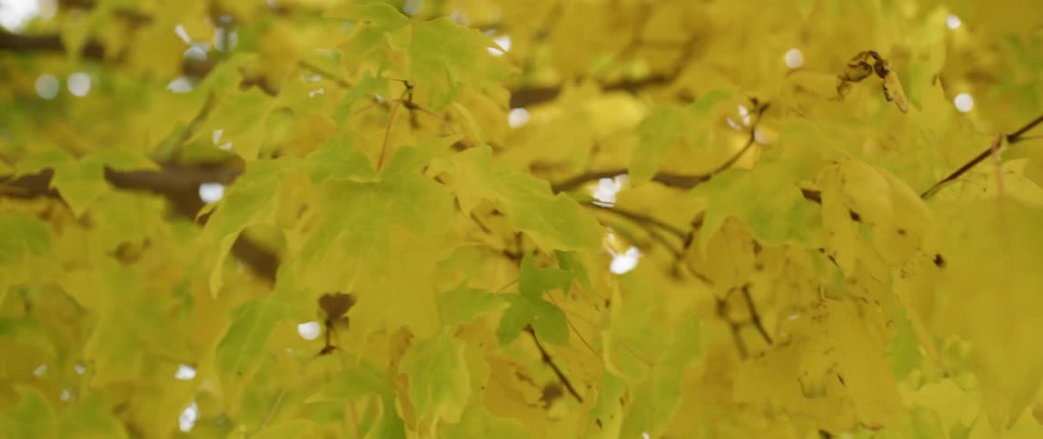 Autumn leaves cover a tree branch