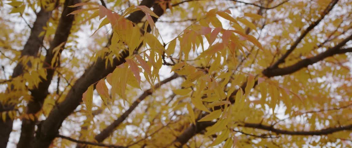 Leaves sway on tree branches in a park during an autumn day