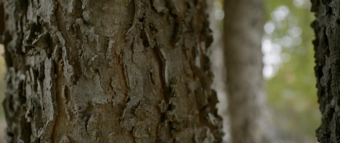 Close up of bark on a tree
