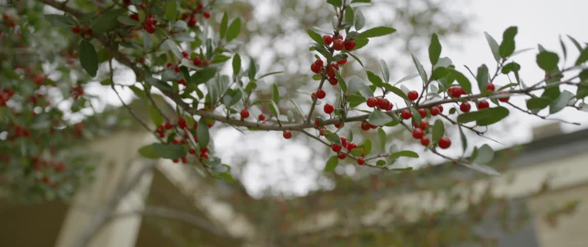 Red berries are on a tree branch with green leaves surrounding them