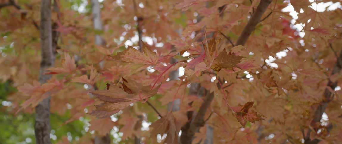 Autumn leaves cover a tree