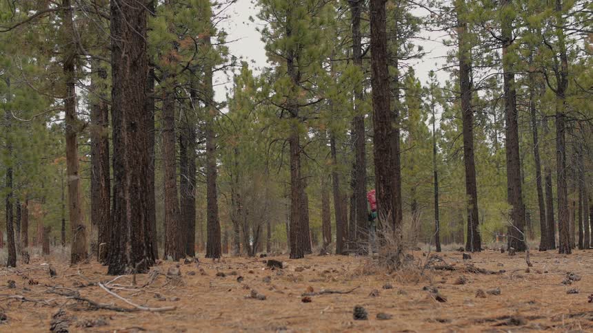 A man with a backpack hikes through the woods