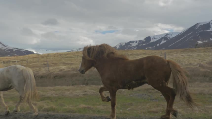 Wild horses running together