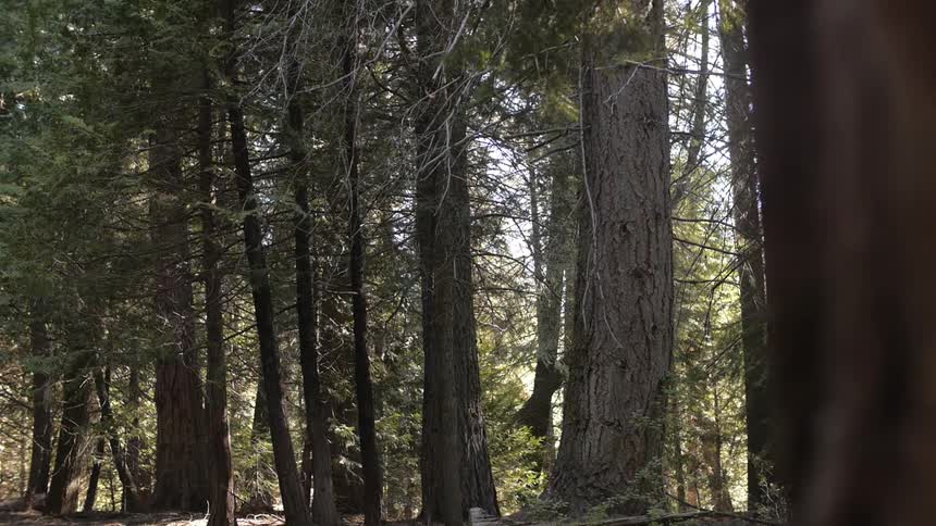 A person hiking in the woods