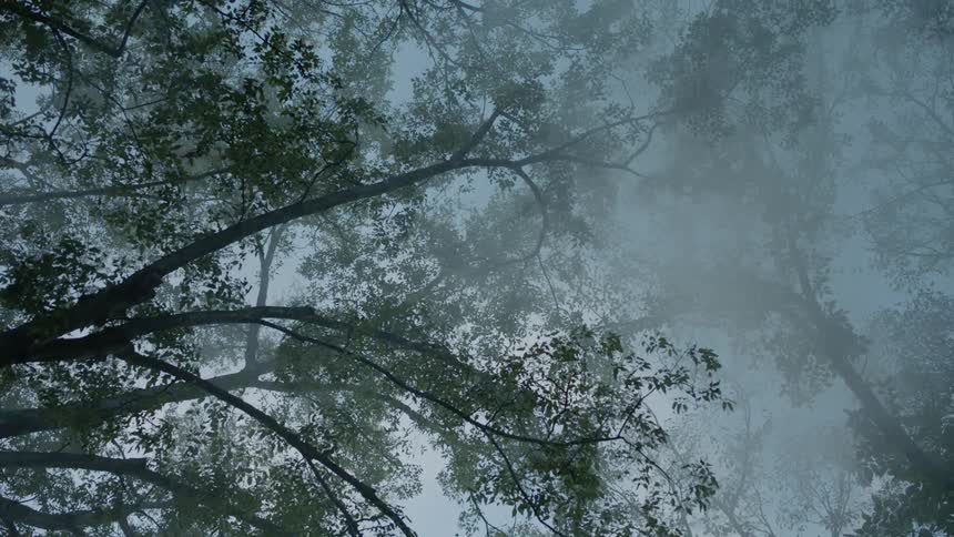 Tree limbs covering the cloudy sky above them