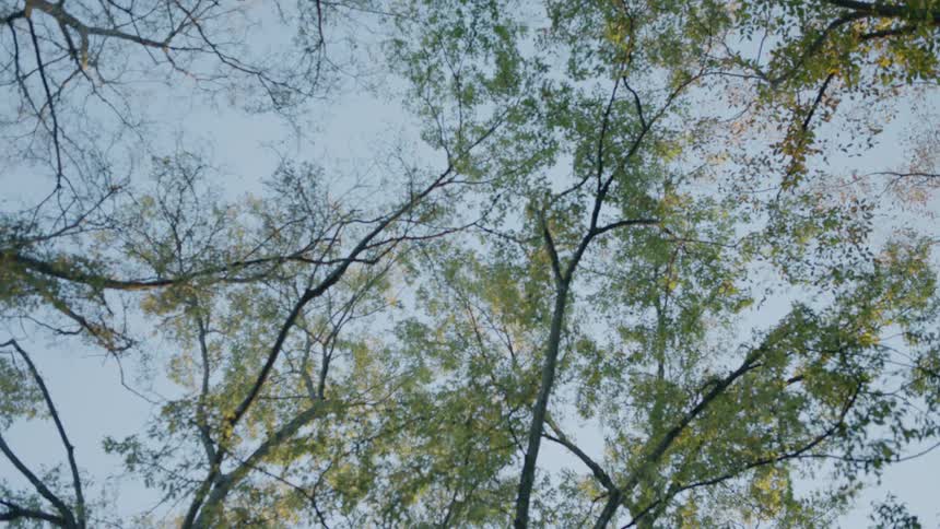 Leaves sway on tree branches in a park during the day