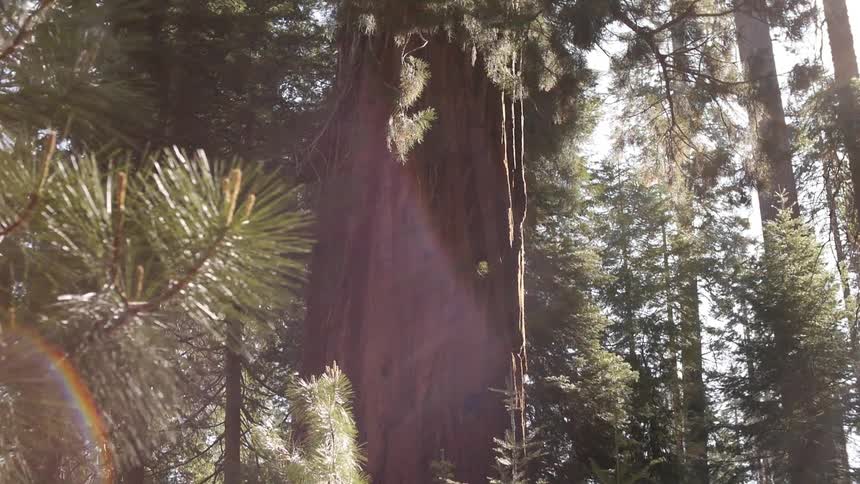 Sunlight eking thru a forest