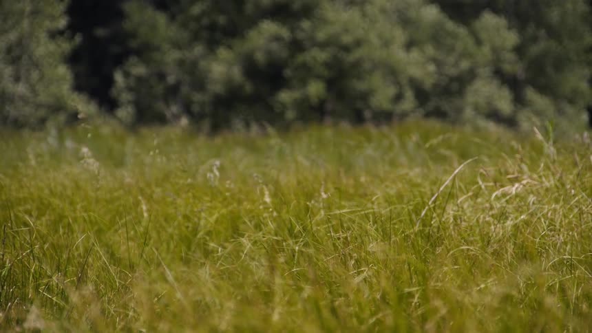 Grasslands blowing in the wind