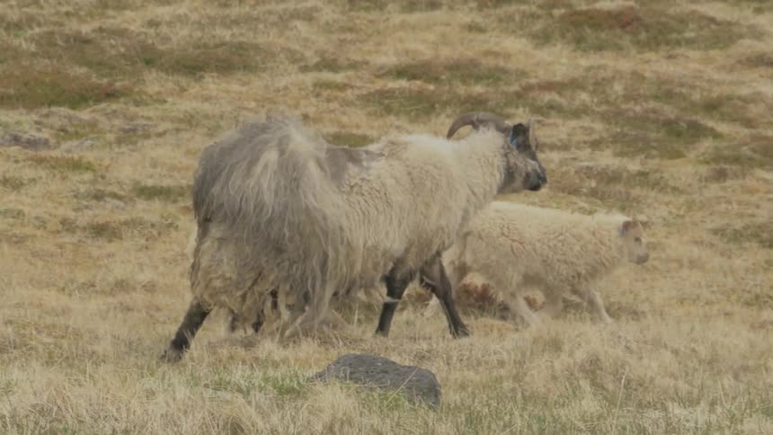 Animals in a field