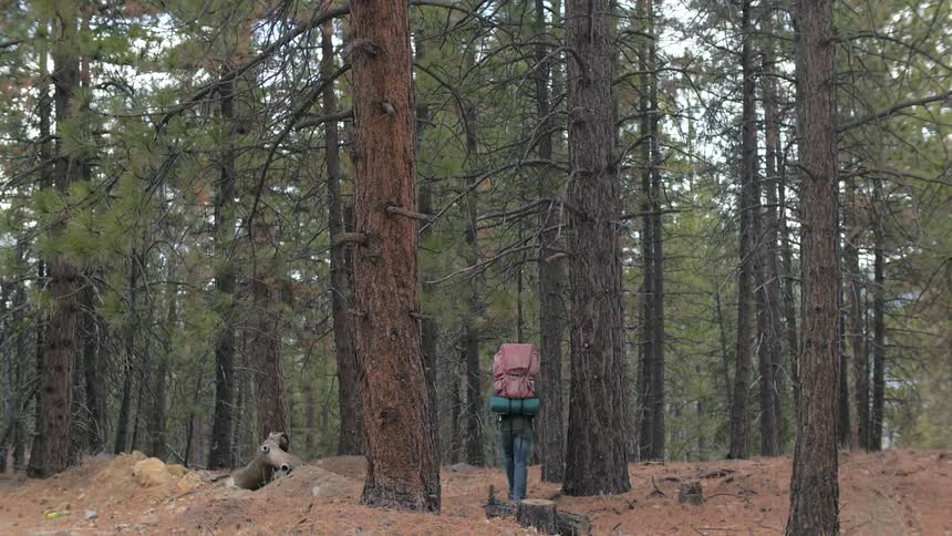 A person hiking in the woods