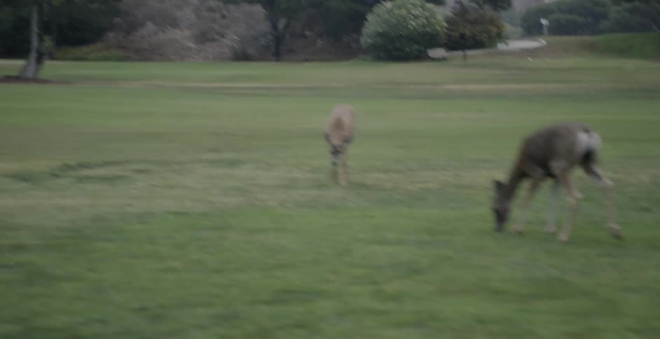 Two deer are grazing on the grass in a park