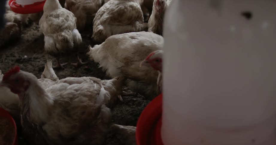 A man is feeding his chickens