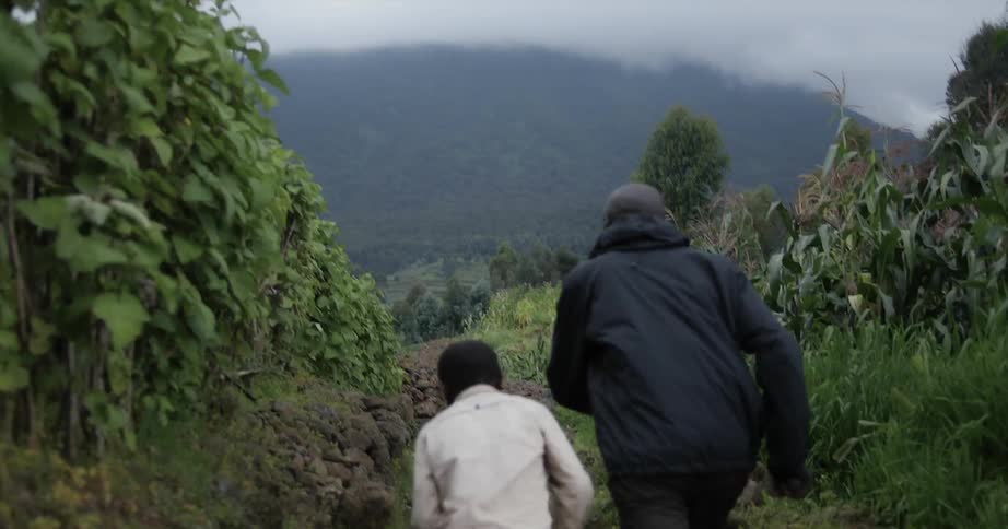 A man and a boy walk through an area with tall green plants on a cloudy day