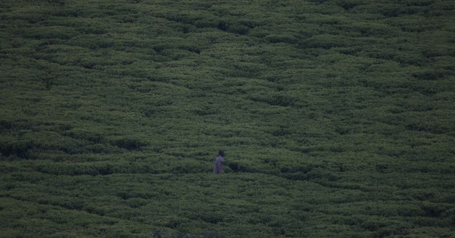 People walk through a rural field