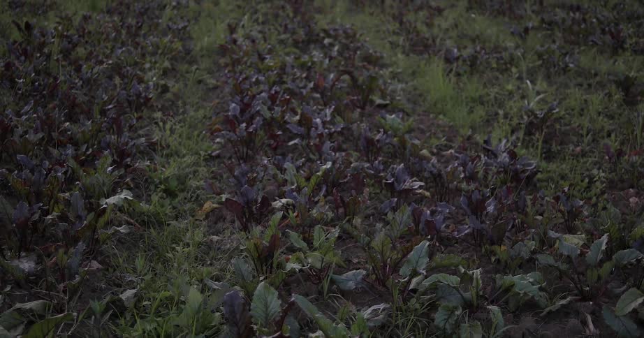 Plants and grass grow in a field