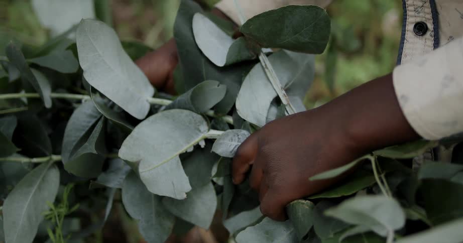 A person holds a bundle of plants