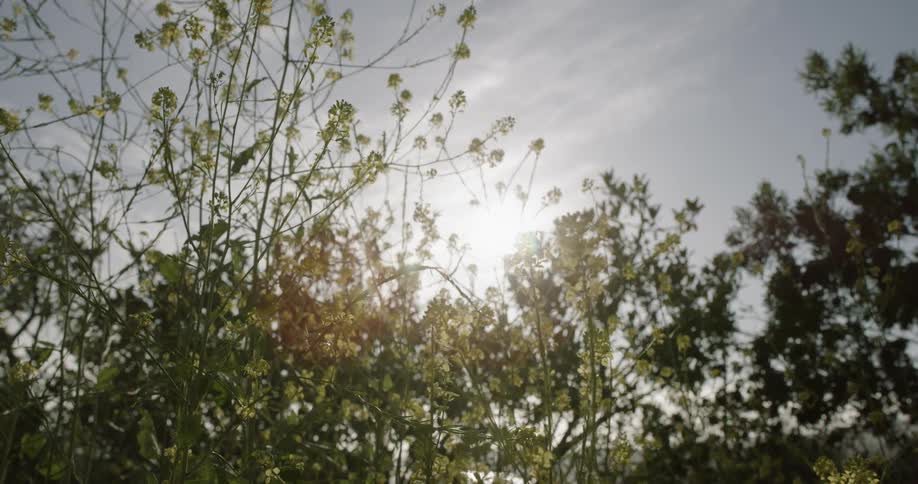 Sun begins to set over a forest