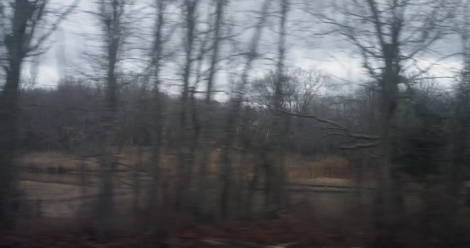 Traveling past bare trees on the side of the road