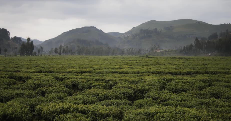 Crops in a mountain valley