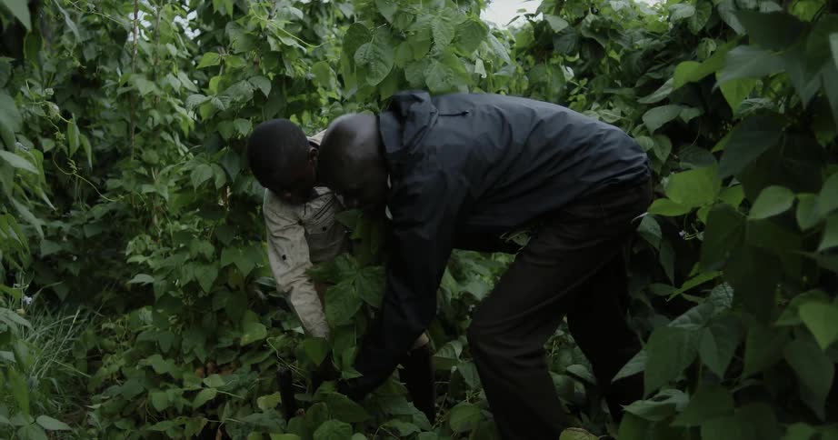 A man and boy plant something in the field