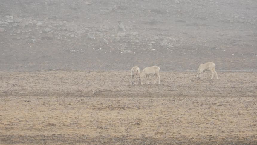 Animals grazing in a field