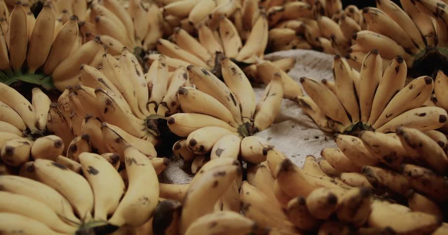 Flies fly around over ripe bananas
