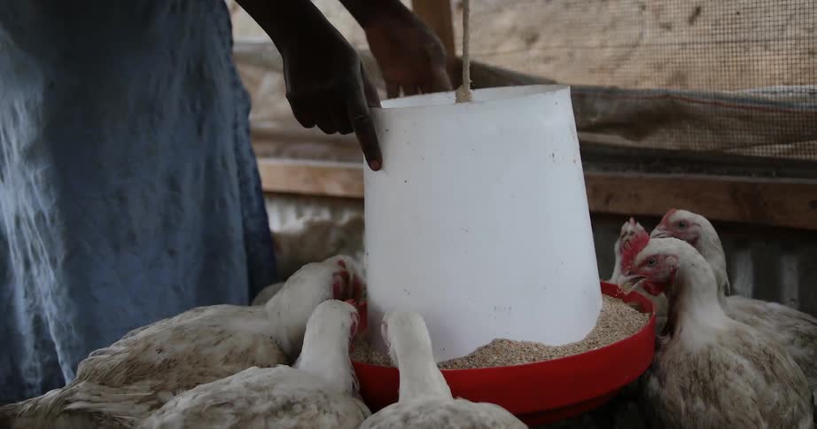An african woman is tending to chickens on a farm during the day