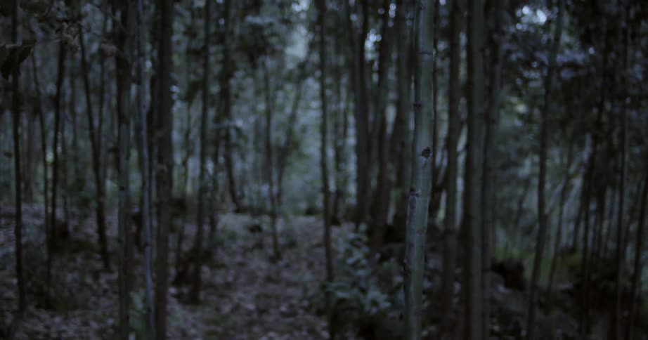 A forest of young trees