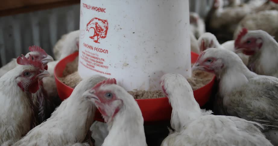 Chickens eat from a feeder