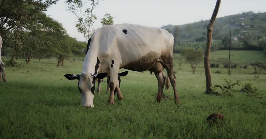 Cow eats grass in a field