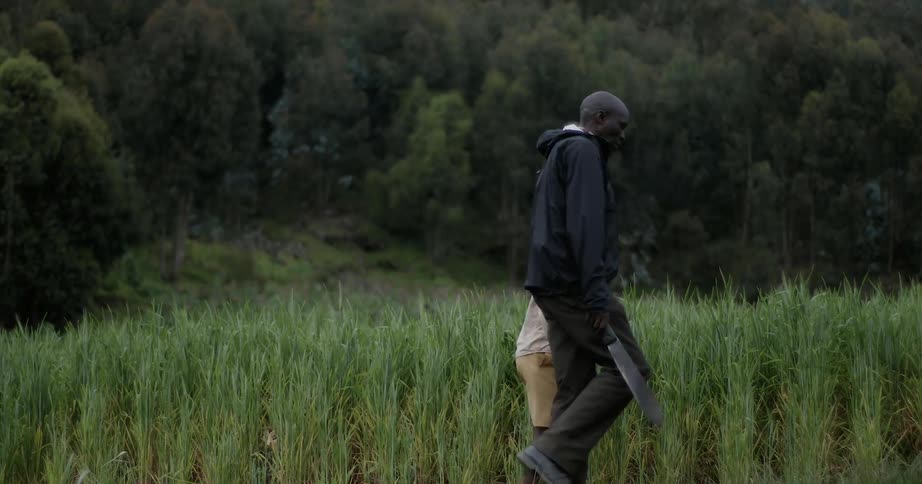 A man and boy walk through a grassy field