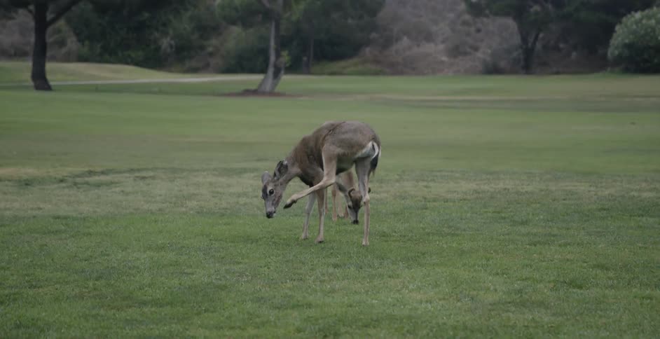 Two deer are grazing on the grassy field