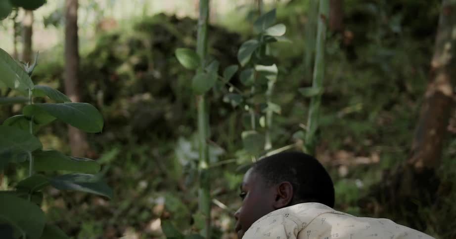 A young boy is gathering up twigs, leaves and sticks