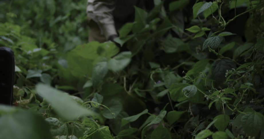 People are making their way through dense jungle