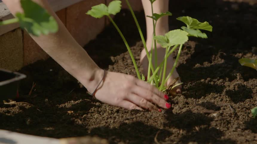 A woman is planting a vegetable plant in a garden during the day