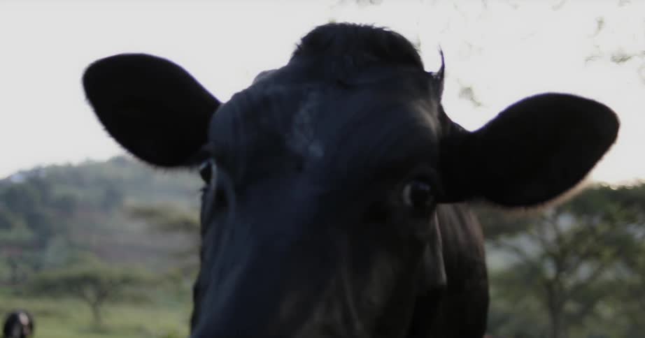 A cow stands in a rural area at sunset